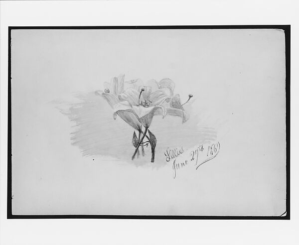 Lilies (from Switzerland 1869 Sketchbook), John Singer Sargent (American, Florence 1856–1925 London), Watercolor and graphite on off-white wove paper, American 