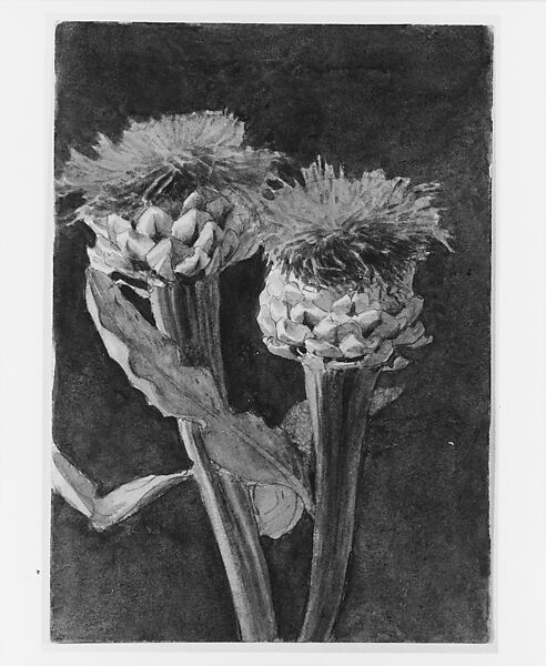 Thistle, John Singer Sargent (American, Florence 1856–1925 London), Watercolor and graphite on off-white wove paper, American