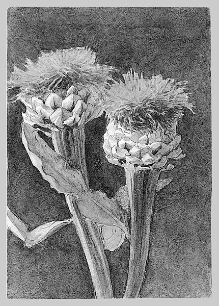 Thistle, John Singer Sargent (American, Florence 1856–1925 London), Watercolor and graphite on off-white wove paper, American