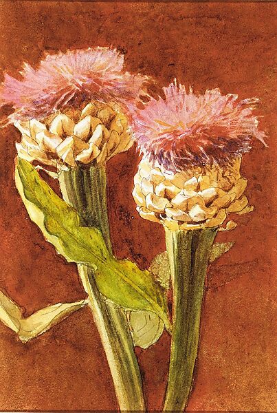 Thistle, John Singer Sargent (American, Florence 1856–1925 London), Watercolor and graphite on off-white wove paper, American 