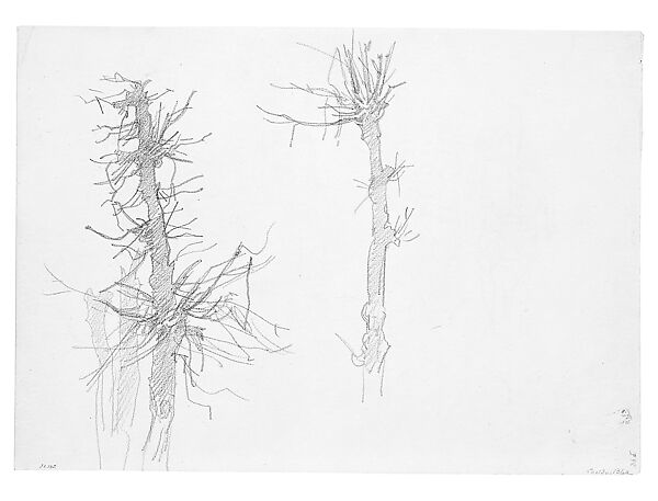 Wasted Trees, John Singer Sargent (American, Florence 1856–1925 London), Graphite on off-white wove paper, American