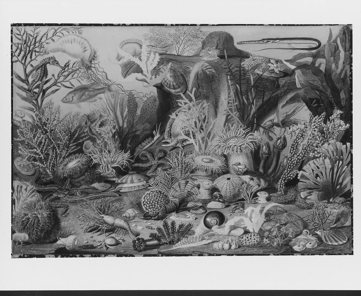 Ocean Life, James M. Sommerville (1825–1899), Watercolor, gouache, graphite, and gum arabic on off-white wove paper, American