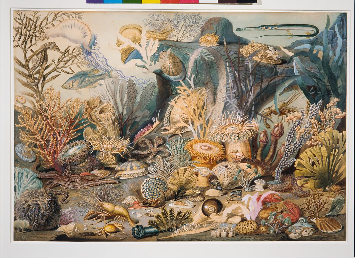 Ocean Life, James M. Sommerville (1825–1899), Watercolor, gouache, graphite, and gum arabic on off-white wove paper, American