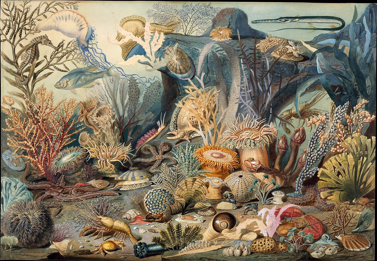 Ocean Life, James M. Sommerville (1825–1899), Watercolor, gouache, graphite, and gum arabic on off-white wove paper, American 