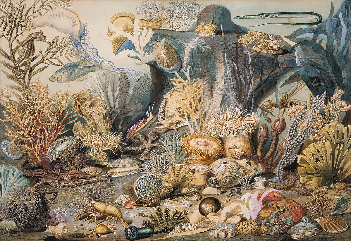 Ocean Life, James M. Sommerville (1825–1899), Watercolor, gouache, graphite, and gum arabic on off-white wove paper, American