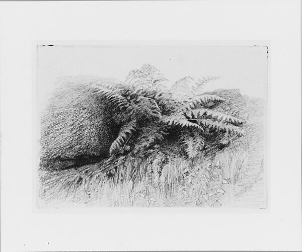 Study of a Fern, Aaron Draper Shattuck (1832–1928), Graphite on white-wove paper, American
