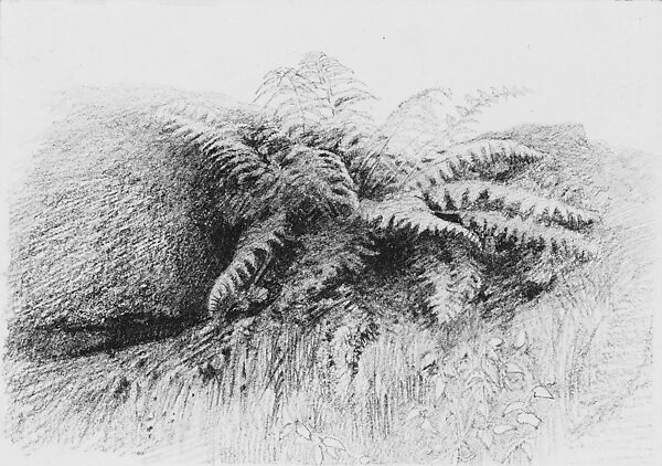 Study of a Fern, Aaron Draper Shattuck (1832–1928), Graphite on white-wove paper, American 