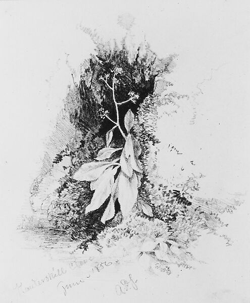 Study of a Ground Plant in Kauterskill Clove, Aaron Draper Shattuck (1832–1928), Graphite on white-wove paper, American 