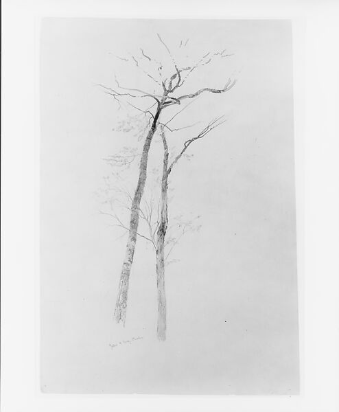 Yellow and Gray Birches, Near Bethel, Maine, Aaron Draper Shattuck (1832–1928), Graphite on buff-colored wove paper, American