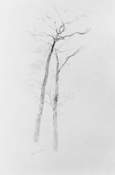 Yellow and Gray Birches, Near Bethel, Maine, Aaron Draper Shattuck (1832–1928), Graphite on buff-colored wove paper, American 
