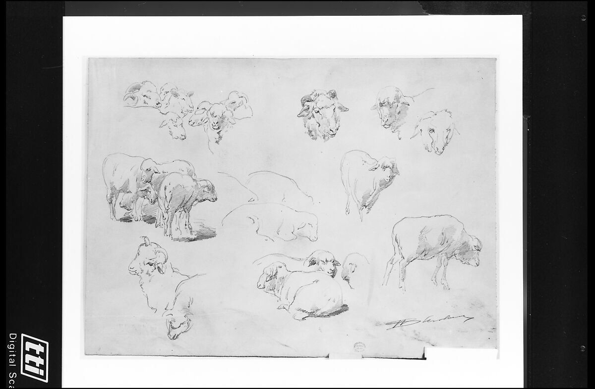 Studies of Sheep, Walter Shirlaw (American, Paisley, Scotland 1838–1909 Madrid), Graphite on off-white wove paper, American