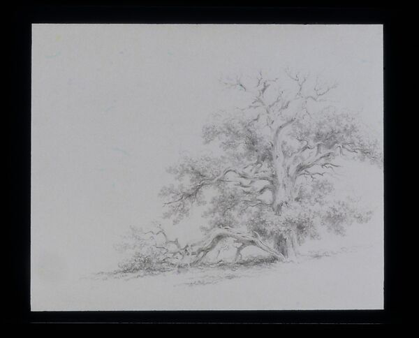 Tree Struck by Lightning, Xanthus Russell Smith (1839–1929), Graphite on mauve prepared wove paper, American