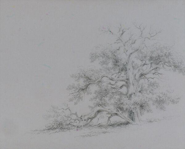 Tree Struck by Lightning, Xanthus Russell Smith (1839–1929), Graphite on mauve prepared wove paper, American 