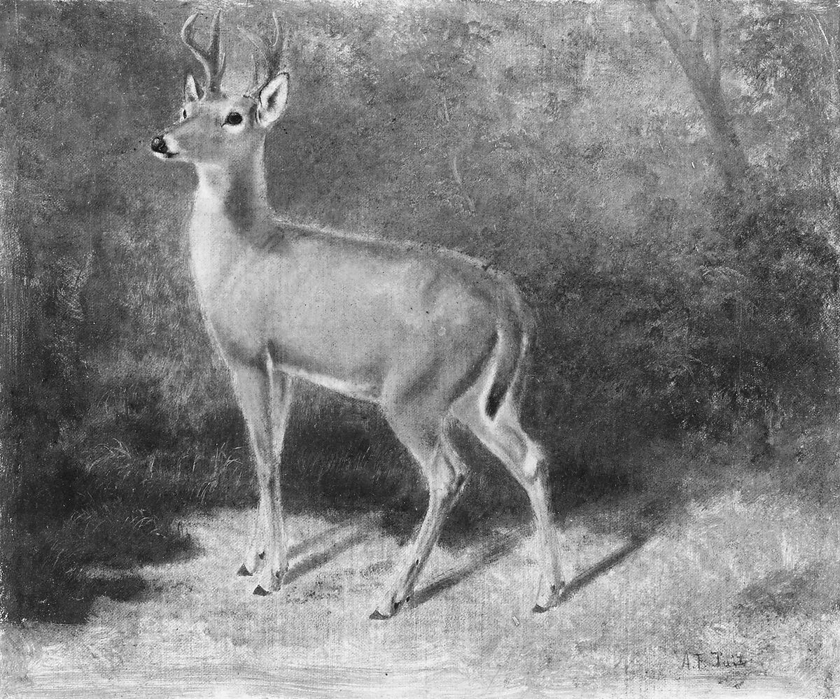 Deer—Sketch from Nature, Arthur Fitzwilliam Tait (American (born England), Liverpool 1819–1905 Yonkers, New York), Oil on canvas, American 