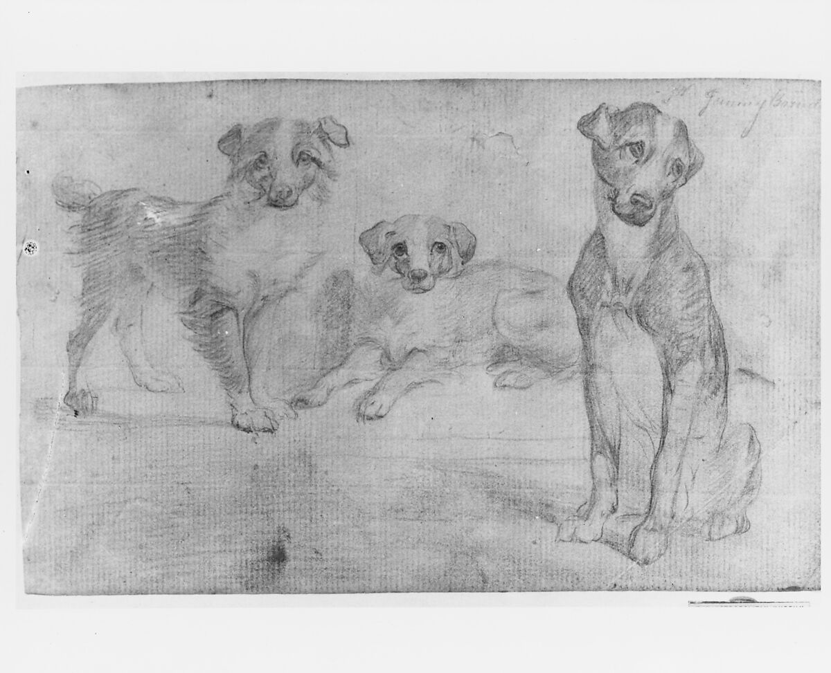 Dogs (from McGuire Scrapbook), Graphite on off-white laid paper, American
