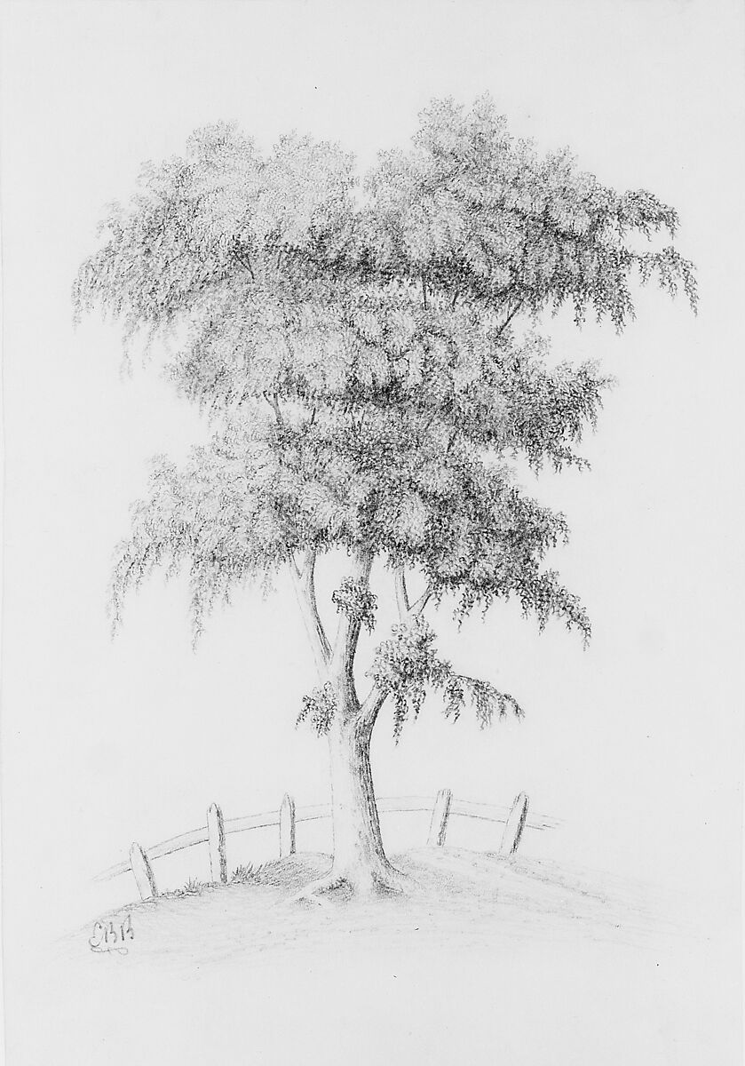 Tree (from McGuire Scrapbook), E. B. B., Graphite on off-white wove paper, American 