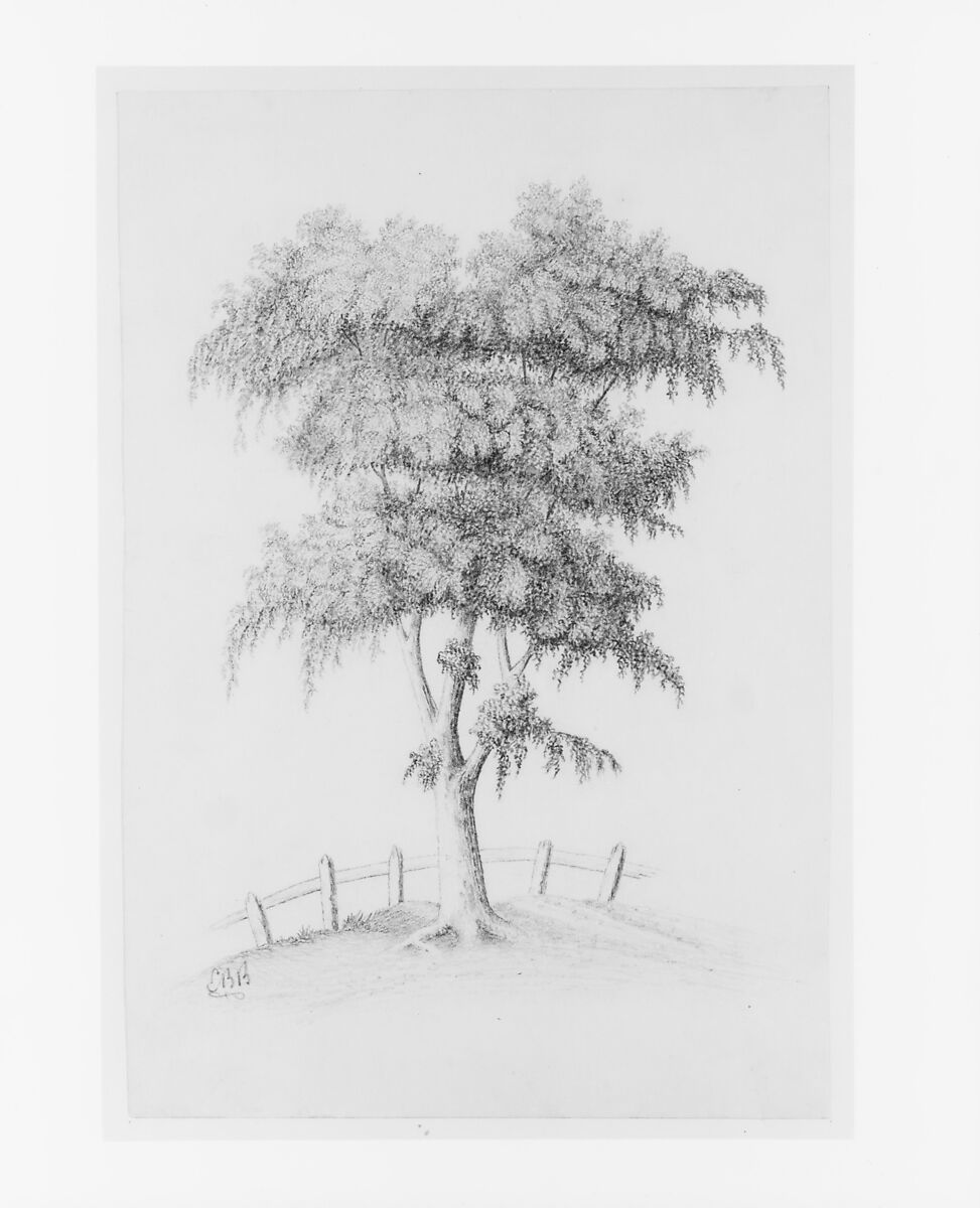 Tree (from McGuire Scrapbook), E. B. B., Graphite on off-white wove paper, American