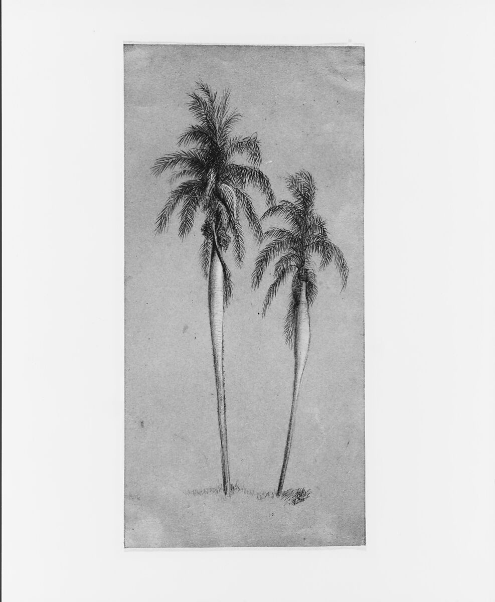 Two Palm Trees, Elihu Vedder (American, New York 1836–1923 Rome), Graphite and gouache on brown wove paper, American