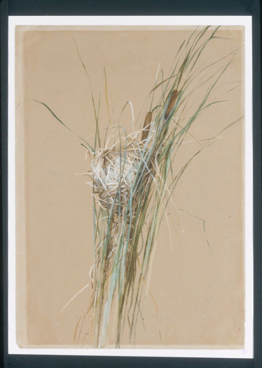 Bird's Nest in Cattails, Fidelia Bridges (American, Salem, Massachusetts 1834-1923 Canaan, Connecticut), Watercolor and gouache on light brown wove paper, American