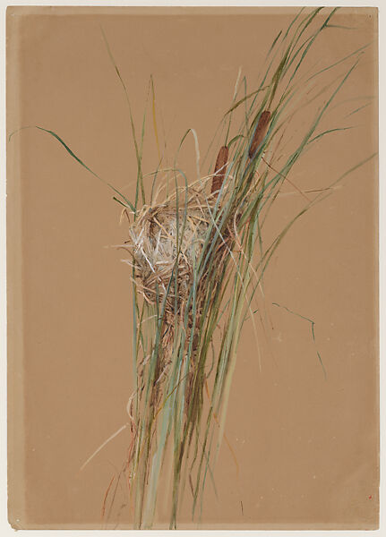 Bird's Nest in Cattails, Fidelia Bridges  American, Watercolor and gouache on light brown wove paper, American