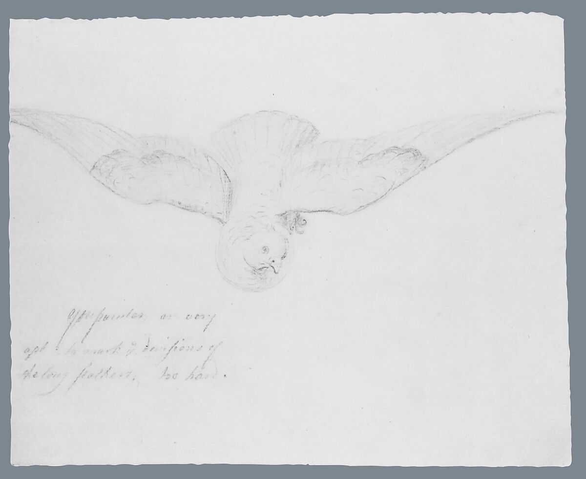 Bird (from McGuire Scrapbook), Graphite on off-white laid paper, American 