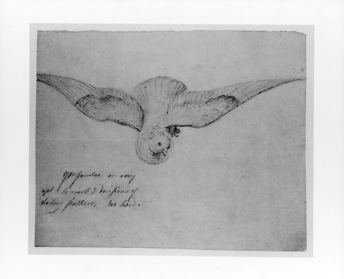 Bird (from McGuire Scrapbook), Graphite on off-white laid paper, American