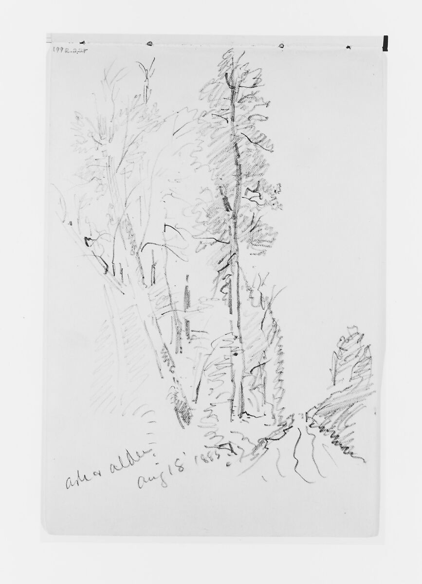 Ash and Alder Aug 18 1885 (from Sketchbook X), William Trost Richards (American, Philadelphia, Pennsylvania 1833–1905 Newport, Rhode Island), Graphite on off-white wove paper, American 