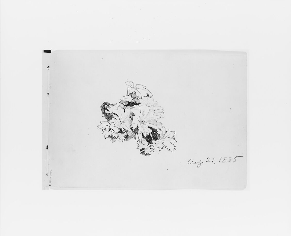 Aug 21 1885: Nature Study (from Sketchbook X), William Trost Richards (American, Philadelphia, Pennsylvania 1833–1905 Newport, Rhode Island), Graphite on off-white wove paper, American 