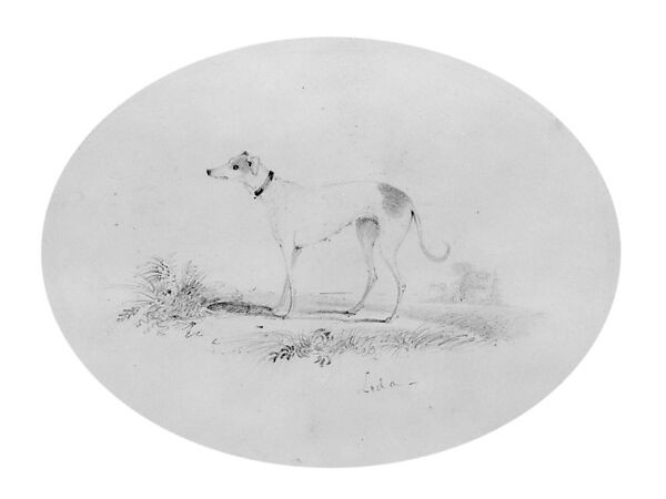 "Leda," a Hound (from Hosack Album), Graphite on off-white wove paper, American