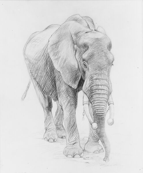 African Elephant in Chains, Charles R. Knight (1874–1953), Graphite on paperboard, American 