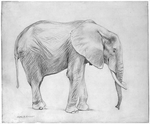 African Elephant, Profile View, Charles R. Knight (American, 1874–1953), Graphite on tan wove paper, American