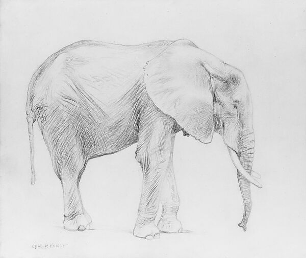 African Elephant, Profile View, Charles R. Knight (1874–1953), Graphite on tan wove paper, American 