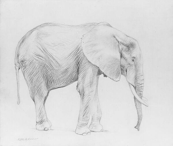 elephant profile drawing