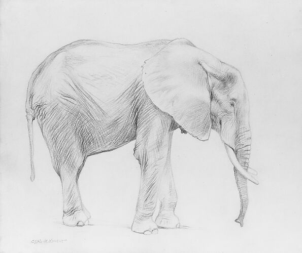African Elephant, Profile View