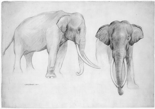 Indian Elephant, Profile and Frontal Views, Charles R. Knight (American, 1874–1953), Graphite on off-white wove paper, American
