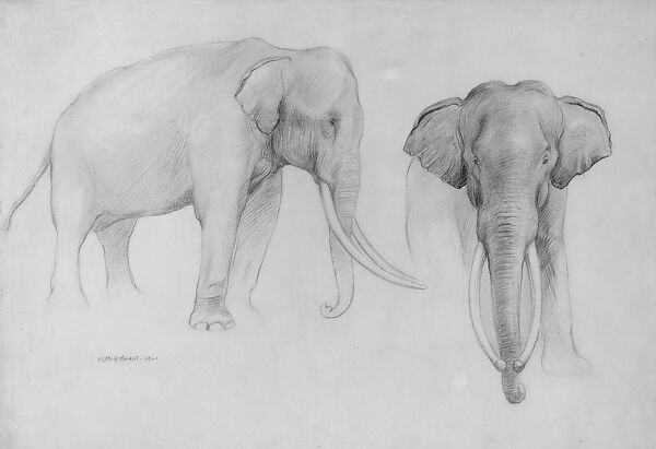 Indian Elephant, Profile and Frontal Views, Charles R. Knight (1874–1953), Graphite on off-white wove paper, American 