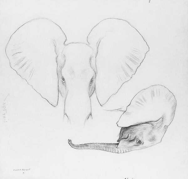 Head of African Elephants, Frontal and Profile View, Charles R. Knight (1874–1953), Graphite on illustration board, American 