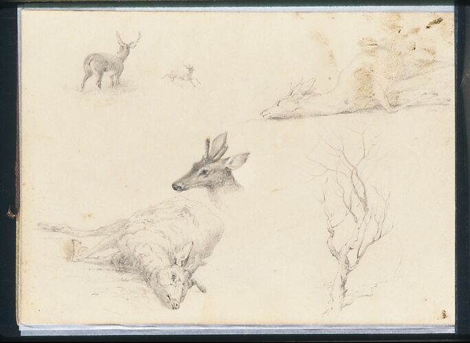 Sketchbook of Landscape and Animal Subjects