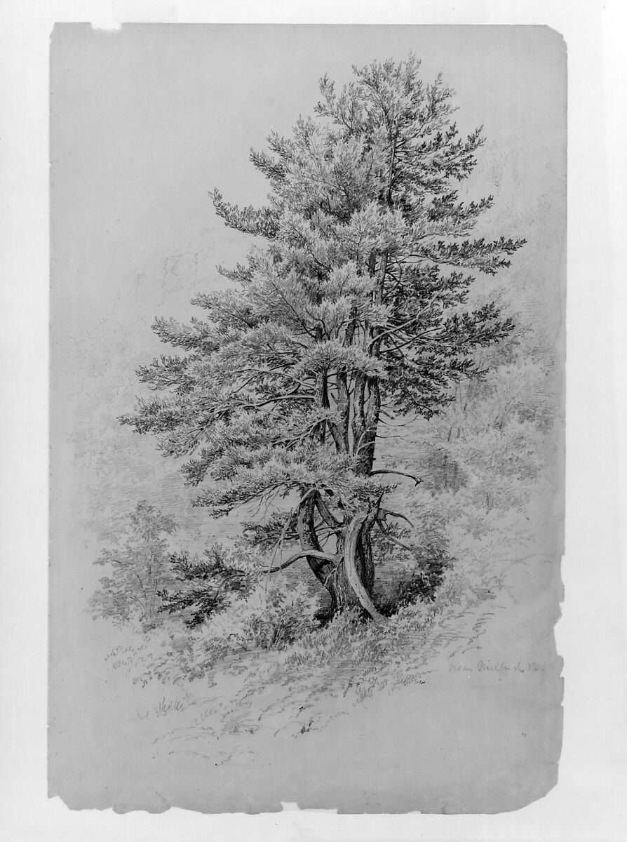 Trees, Near Milford, Pa., Edmund Birckhead Bensell (born 1842), Graphite on dark tan wove paper, American