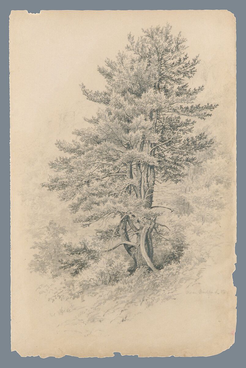Trees, Near Milford, Pa., Edmund Birckhead Bensell (born 1842), Graphite on dark tan wove paper, American