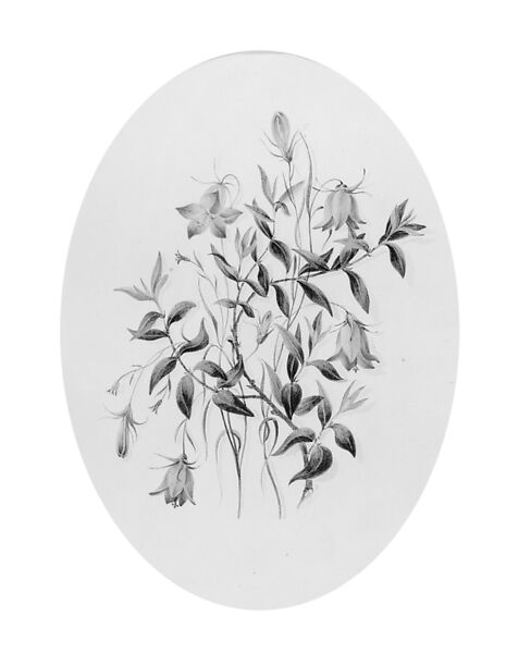 Wildflowers (from Hosack Album), Watercolor and gum arabic on off-white Bristol board, American