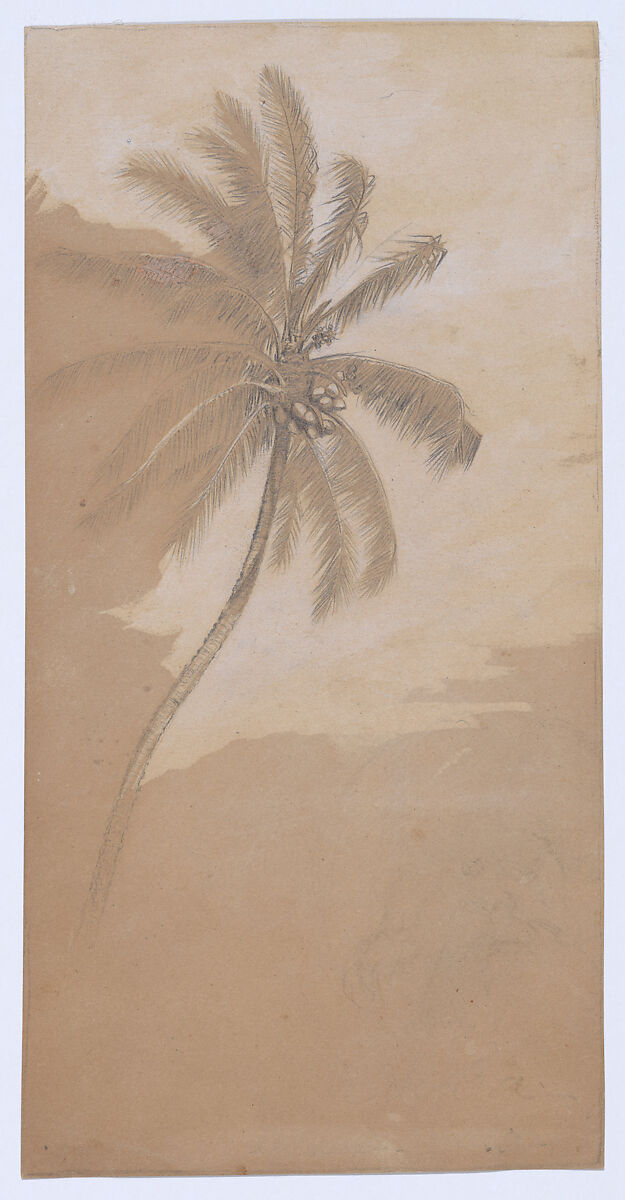 Palm Tree, Elihu Vedder (American, New York 1836–1923 Rome), Graphite and gouache on brown wove paper, American 