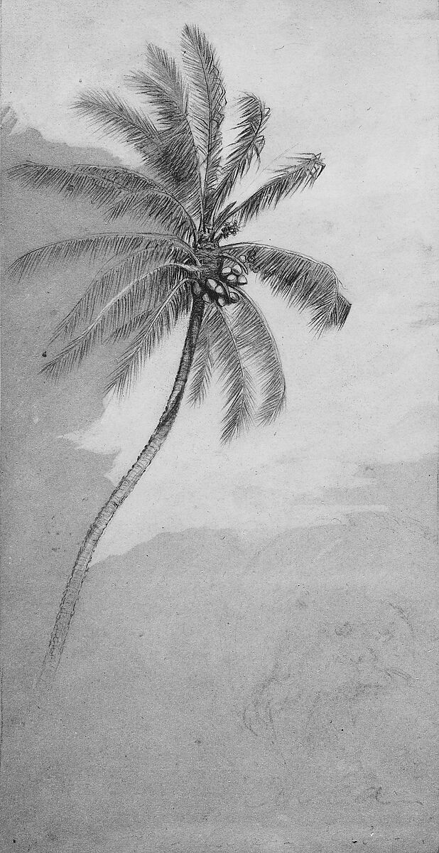Palm Tree, Elihu Vedder (American, New York 1836–1923 Rome), Graphite and gouache on brown wove paper, American