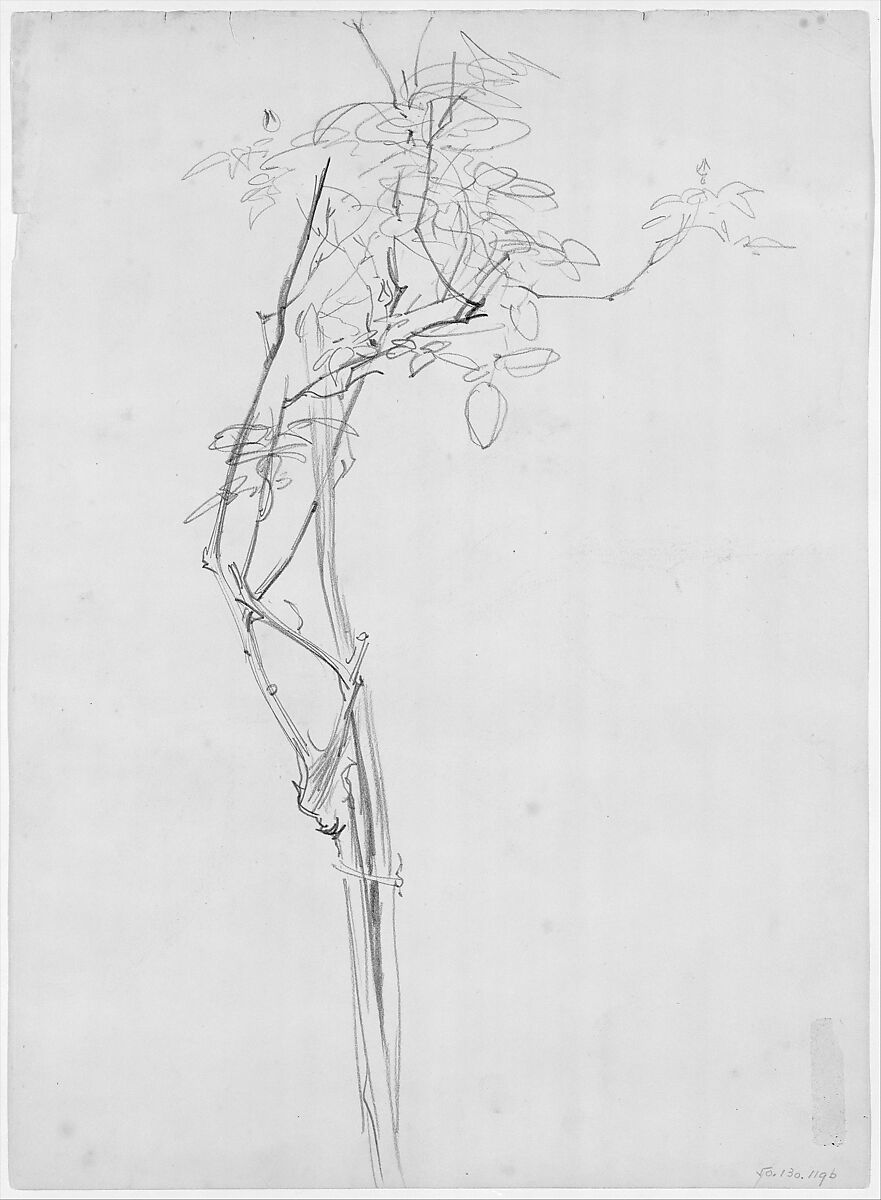 Rose Branch, Study for "Carnation, Lily, Lily, Rose", John Singer Sargent (American, Florence 1856–1925 London), Graphite on off-white wove paper, American