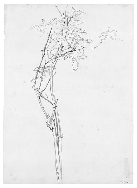Rose Branch, Study for "Carnation, Lily, Lily, Rose", John Singer Sargent (American, Florence 1856–1925 London), Graphite on off-white wove paper, American 