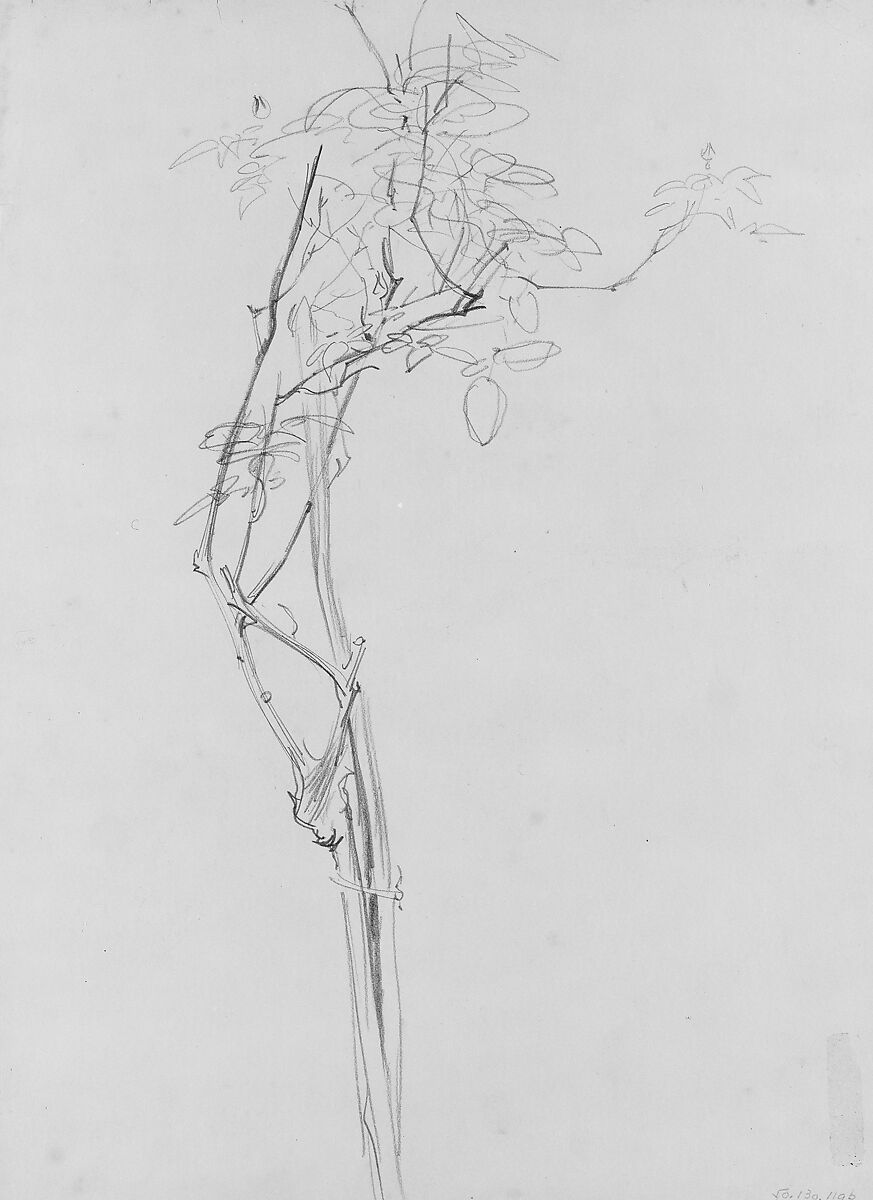 Rose Branch, Study for "Carnation, Lily, Lily, Rose", John Singer Sargent (American, Florence 1856–1925 London), Graphite on off-white wove paper, American
