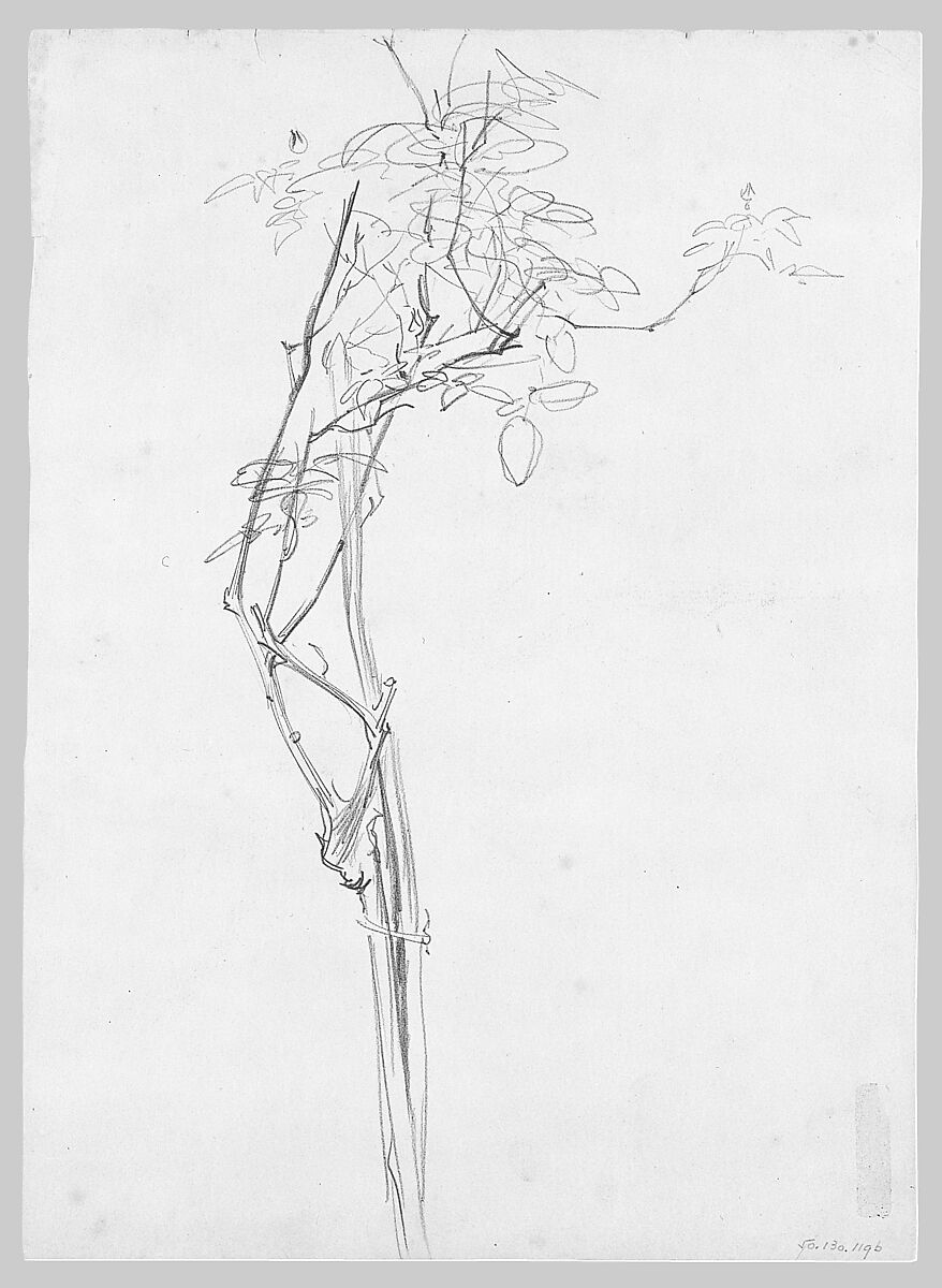 Rose Branch, Study for "Carnation, Lily, Lily, Rose", John Singer Sargent (American, Florence 1856–1925 London), Graphite on off-white wove paper, American