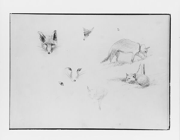 Foxes (from Switzerland 1870 Sketchbook), John Singer Sargent (American, Florence 1856–1925 London), Graphite on off-white wove paper, American 