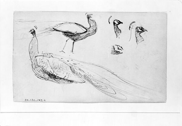 Peacocks, John Singer Sargent (American, Florence 1856–1925 London), Graphite on off-white wove paper, American