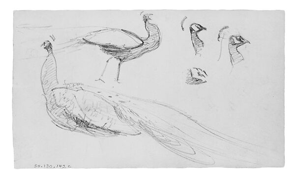 Peacocks, John Singer Sargent (American, Florence 1856–1925 London), Graphite on off-white wove paper, American 